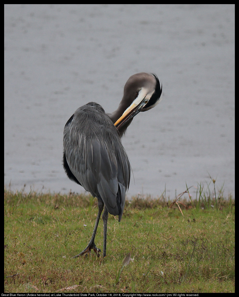 Great Blue Heron (Ardea herodias) at Lake Thunderbird State Park, October 18, 2018