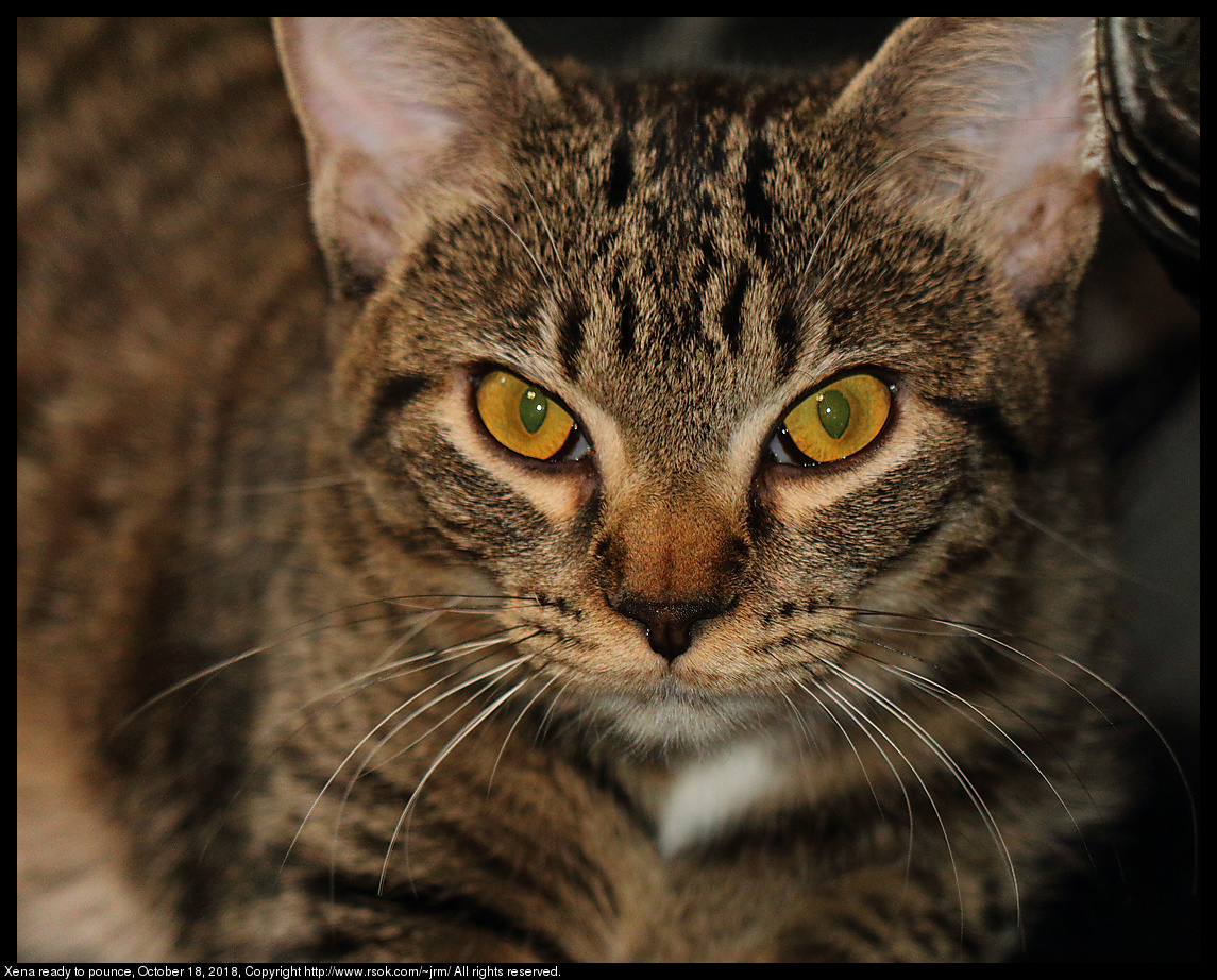 Xena ready to pounce, October 18, 2018