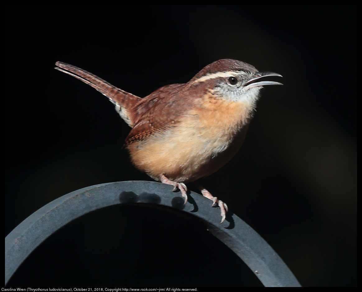 Carolina Wren (Thryothorus ludovicianus), October 21, 2018