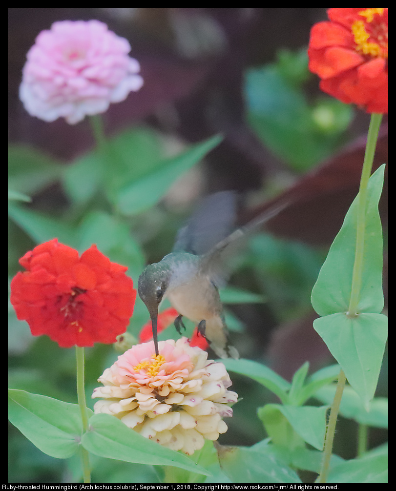 Ruby-throated Hummingbird (Archilochus colubris), September 1, 2018