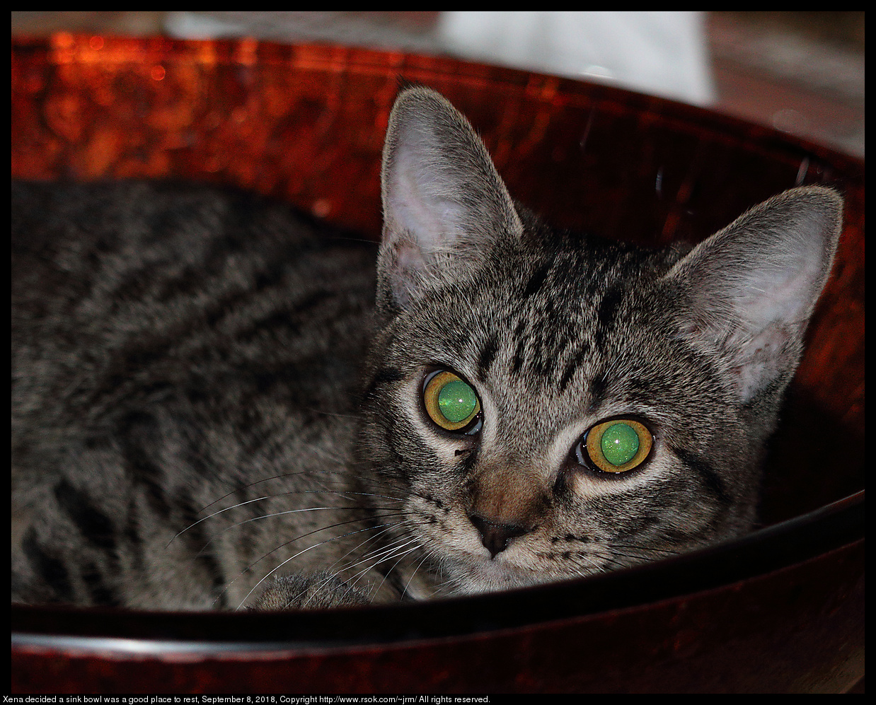 Xena decided a sink bowl was a good place to rest, September 8, 2018