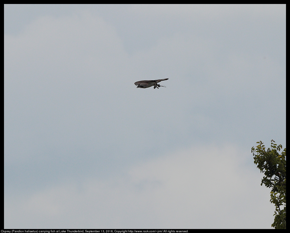 Osprey with fish (Pandion haliaetus), September 13, 2018