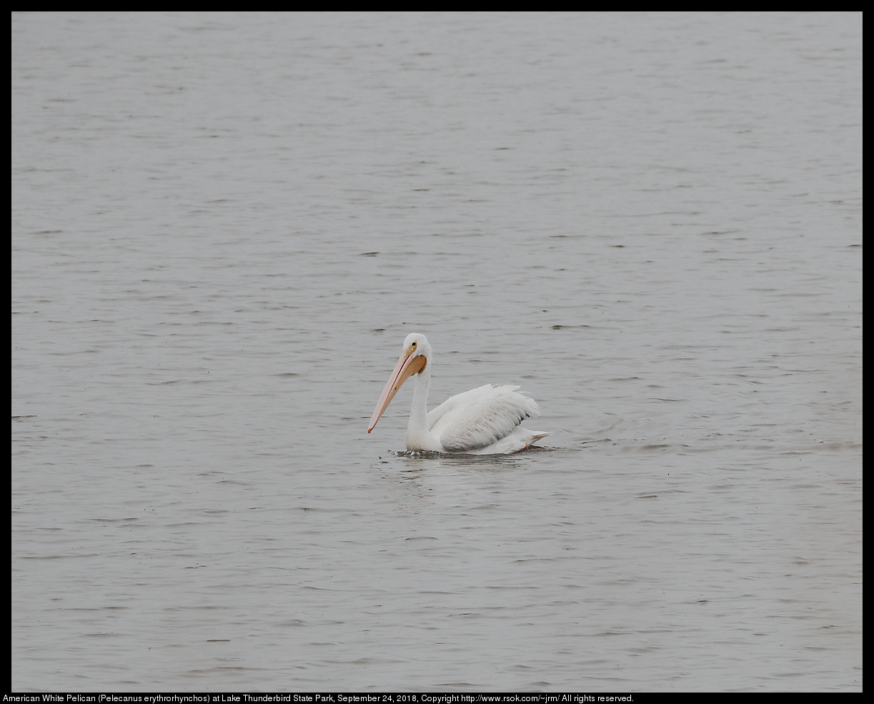 American White Pelican (Pelecanus erythrorhynchos) at Lake Thunderbird State Park, September 24, 2018