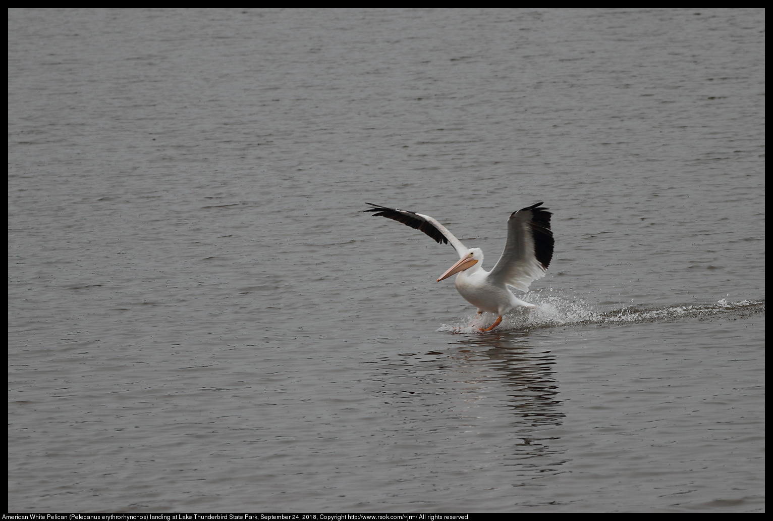 American White Pelican (Pelecanus erythrorhynchos) at Lake Thunderbird State Park, September 24, 2018