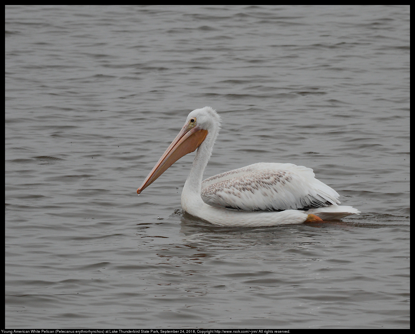 American White Pelican (Pelecanus erythrorhynchos) at Lake Thunderbird State Park, September 24, 2018