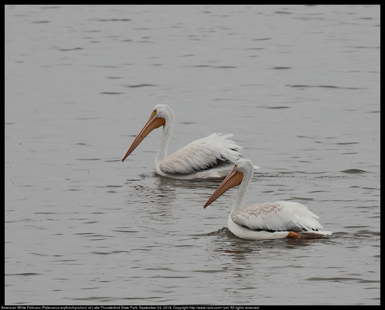 American White Pelicans (Pelecanus erythrorhynchos) at Lake Thunderbird State Park, September 24, 2018