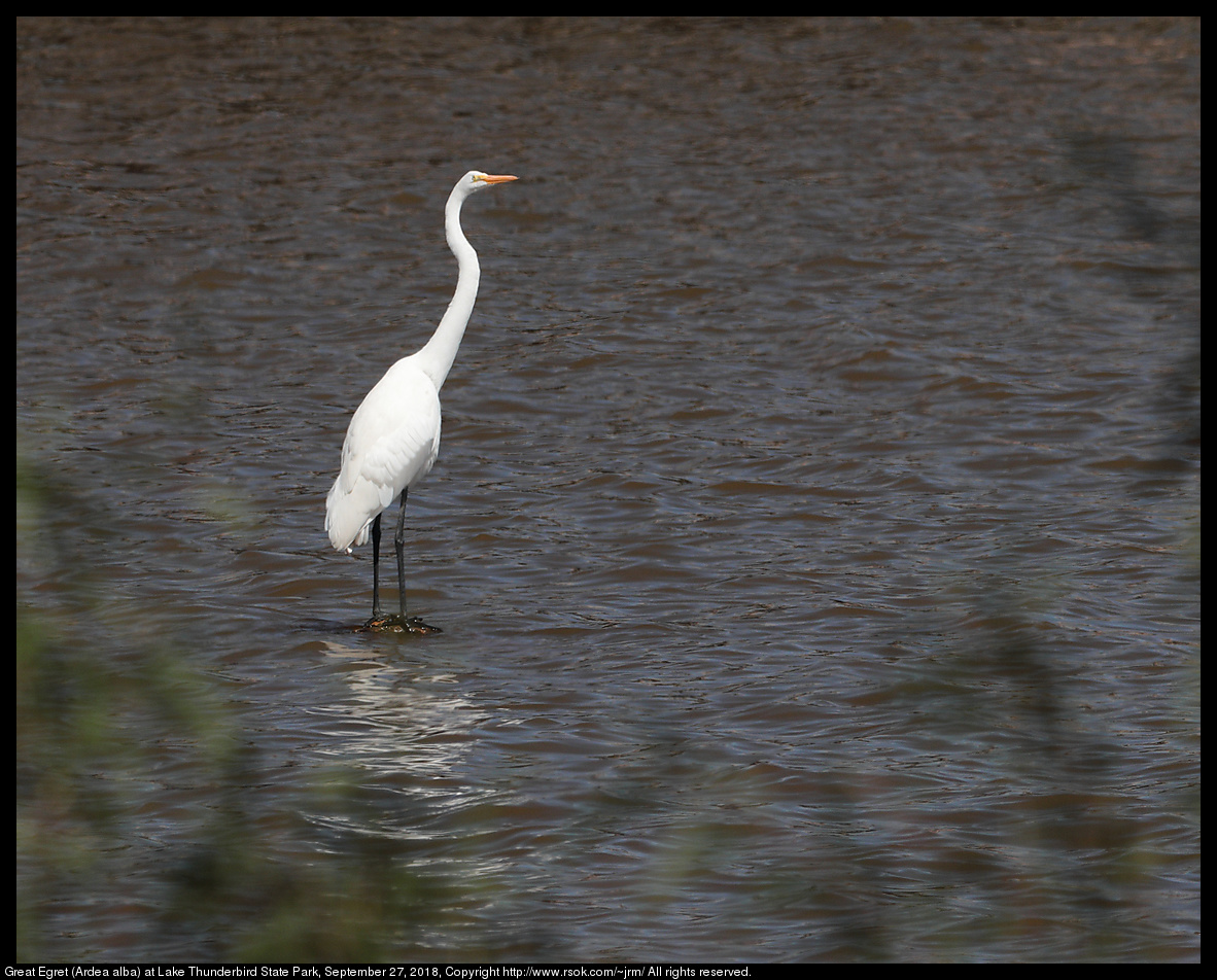 Great Egret (Ardea alba) at Lake Thunderbird State Park, September 27, 2018