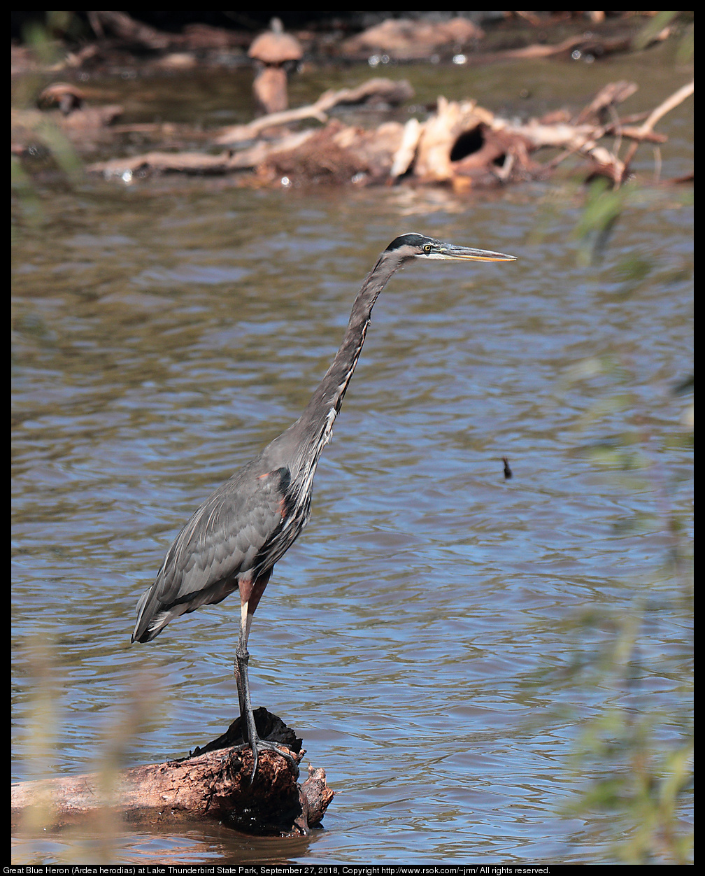 Great Blue Heron (Ardea herodias) at Lake Thunderbird State Park, September 27, 2018