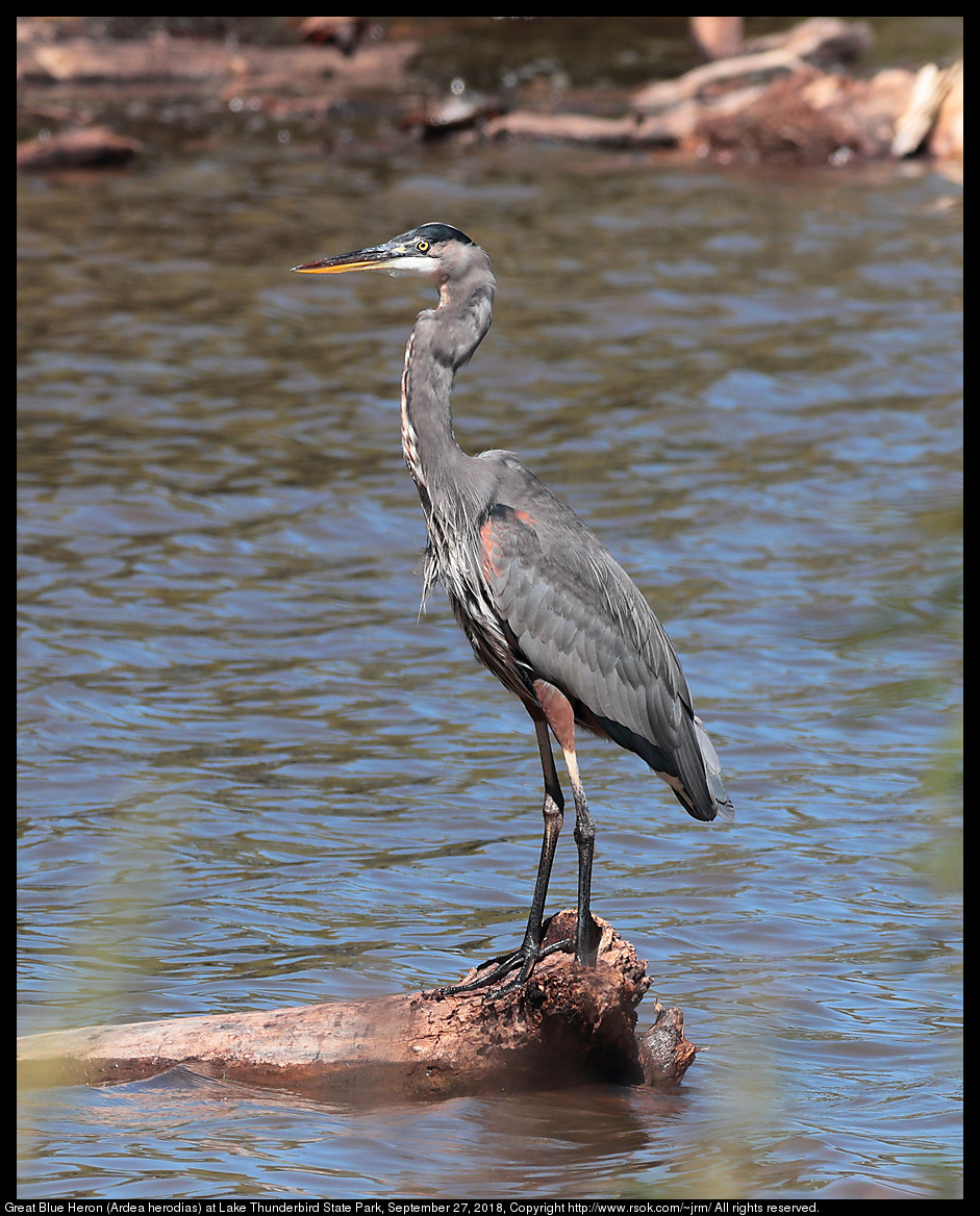 Great Blue Heron (Ardea herodias) at Lake Thunderbird State Park, September 27, 2018