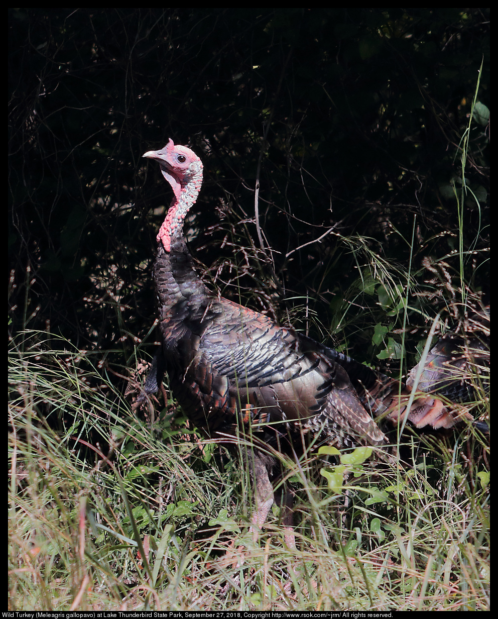 Wild Turkey (Meleagris gallopavo) at Lake Thunderbird State Park, September 27, 2018