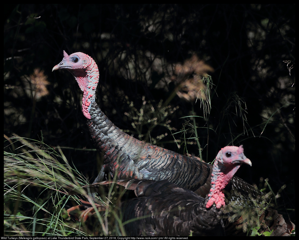 Wild Turkeys (Meleagris gallopavo) at Lake Thunderbird State Park, September 27, 2018