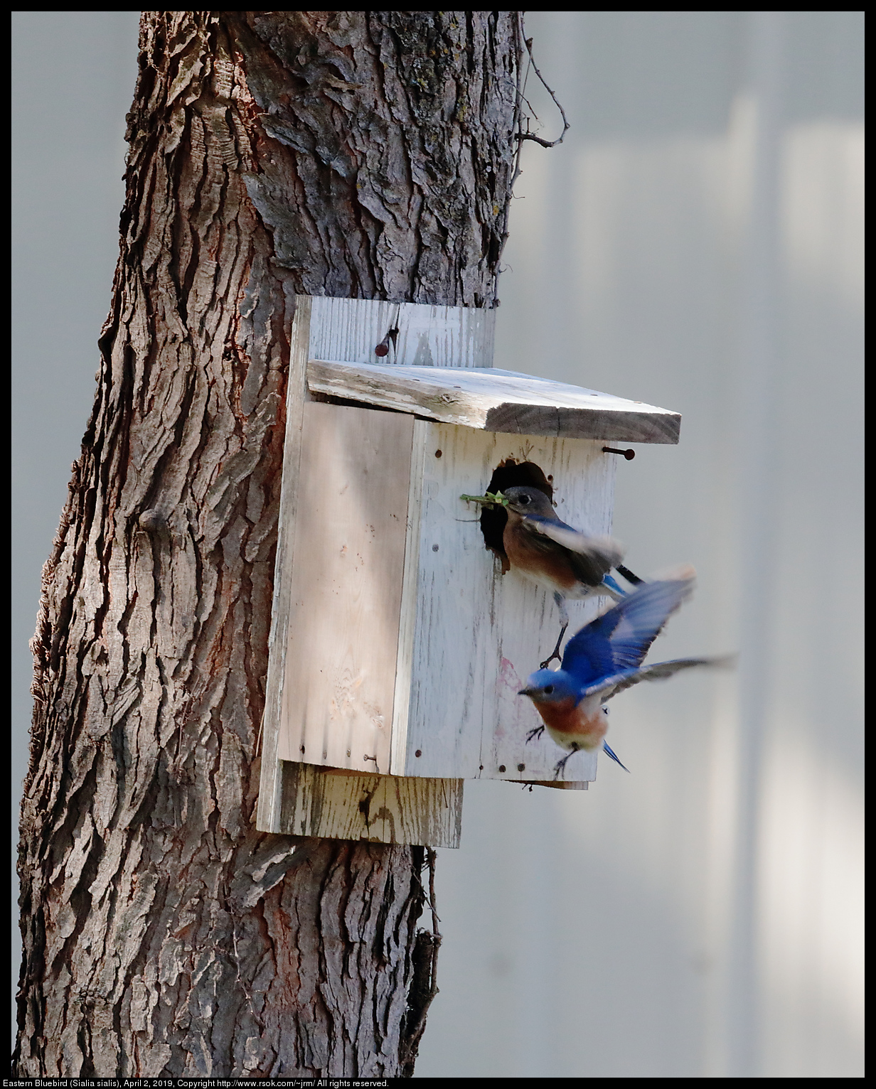 Eastern Bluebird (Sialia sialis), April 2, 2019