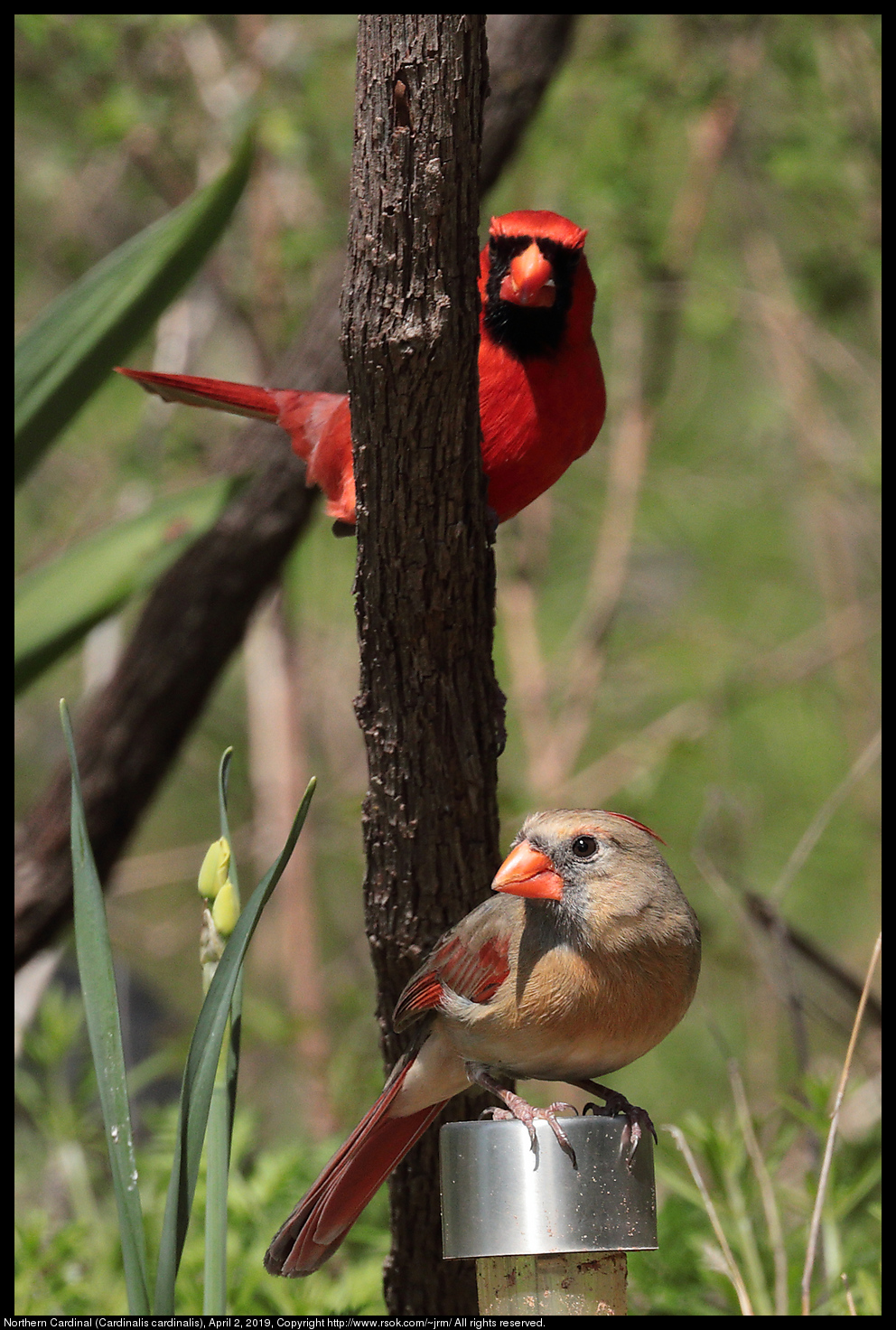 Northern Cardinal (Cardinalis cardinalis), April 2, 2019