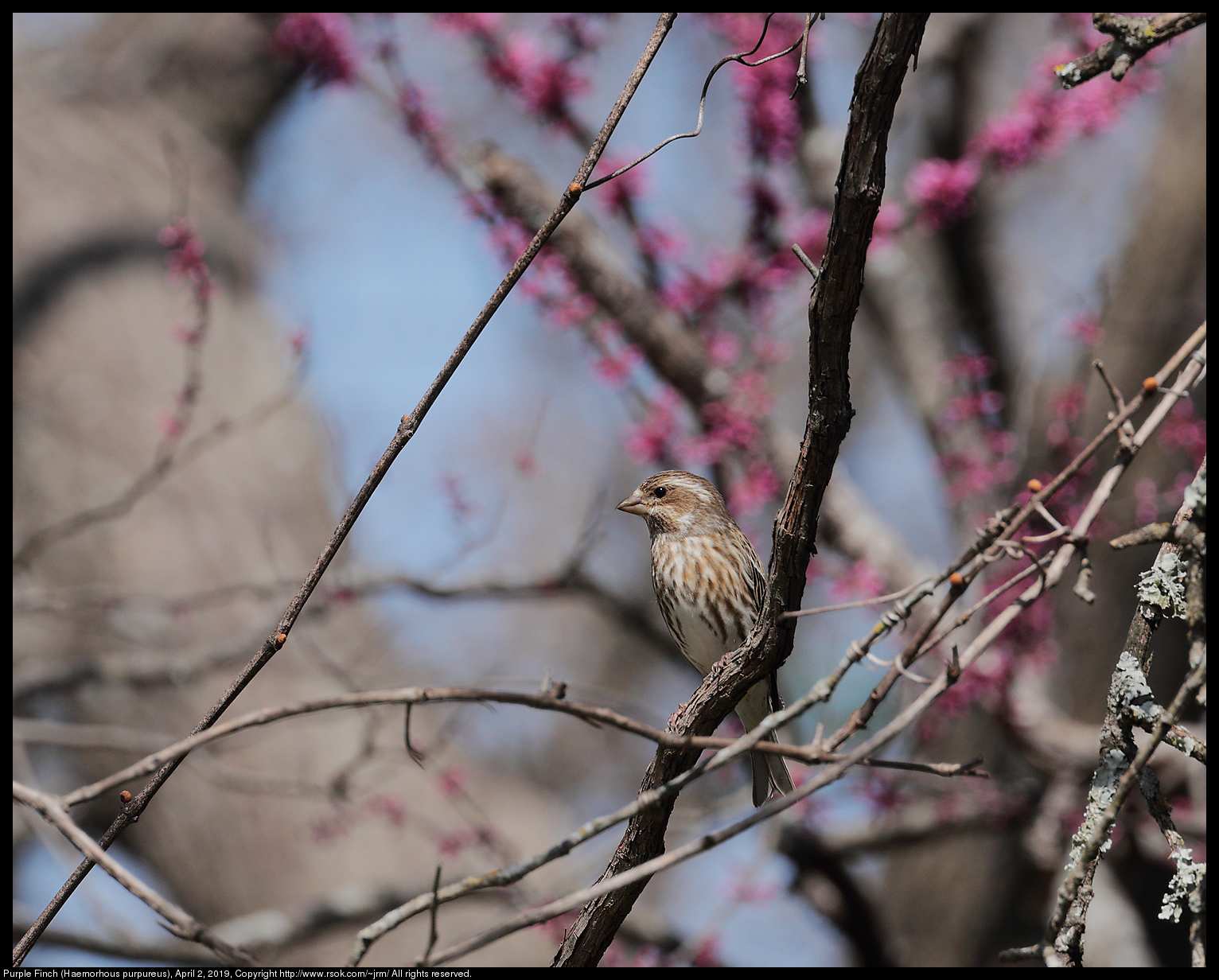 Purple Finch (Haemorhous purpureus), April 2, 2019