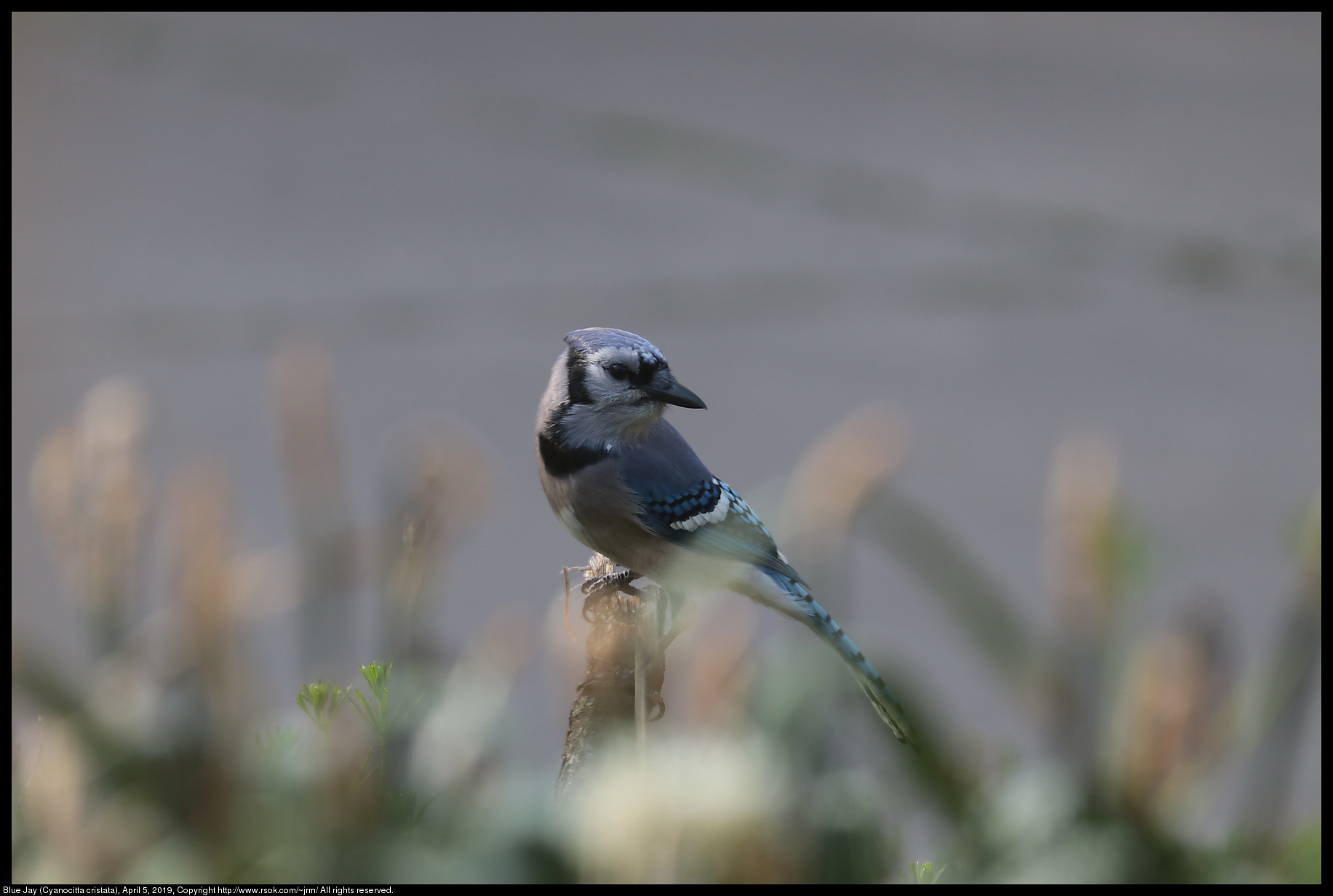 Blue Jay (Cyanocitta cristata), April 5, 2019