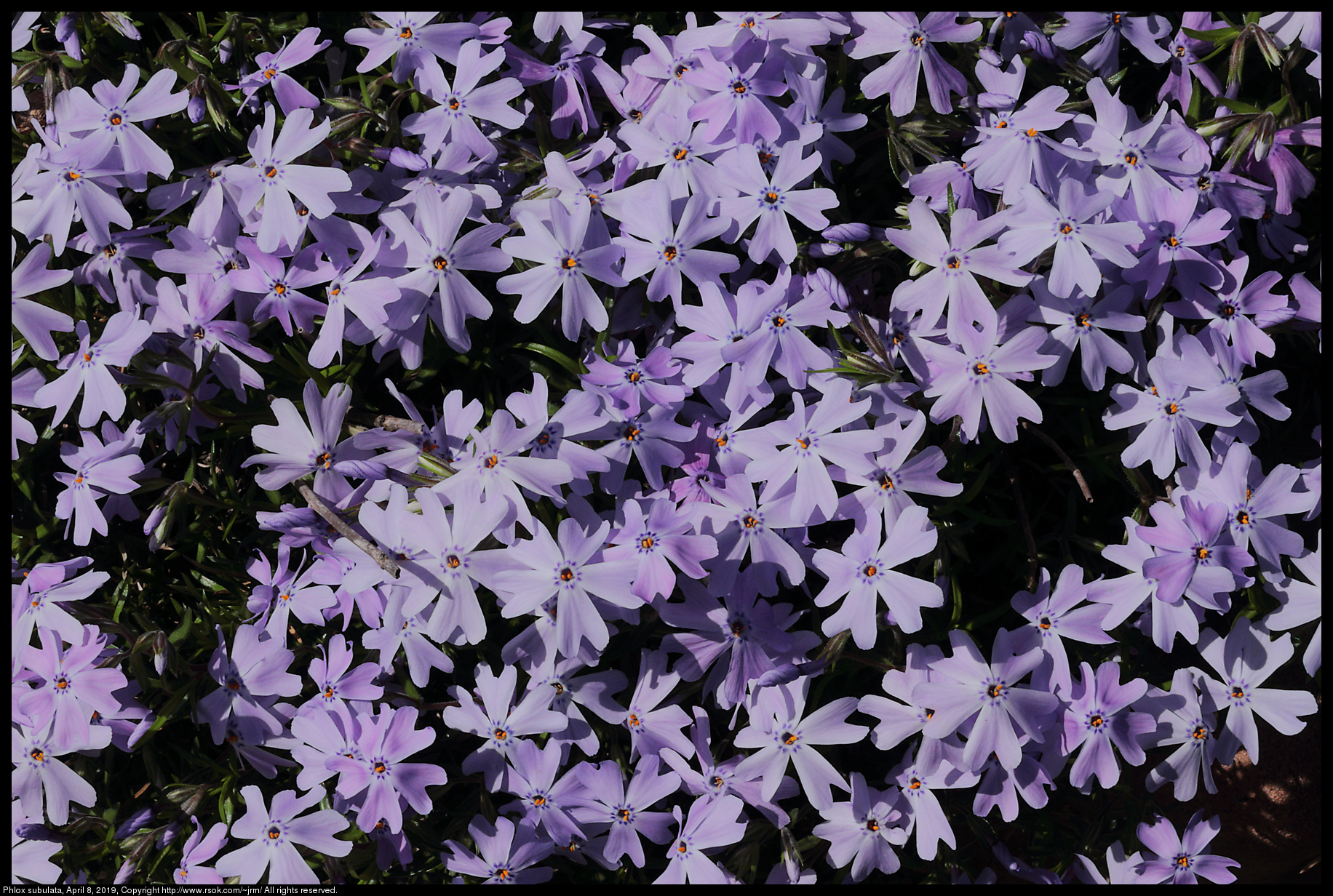 Phlox subulata, April 8, 2019