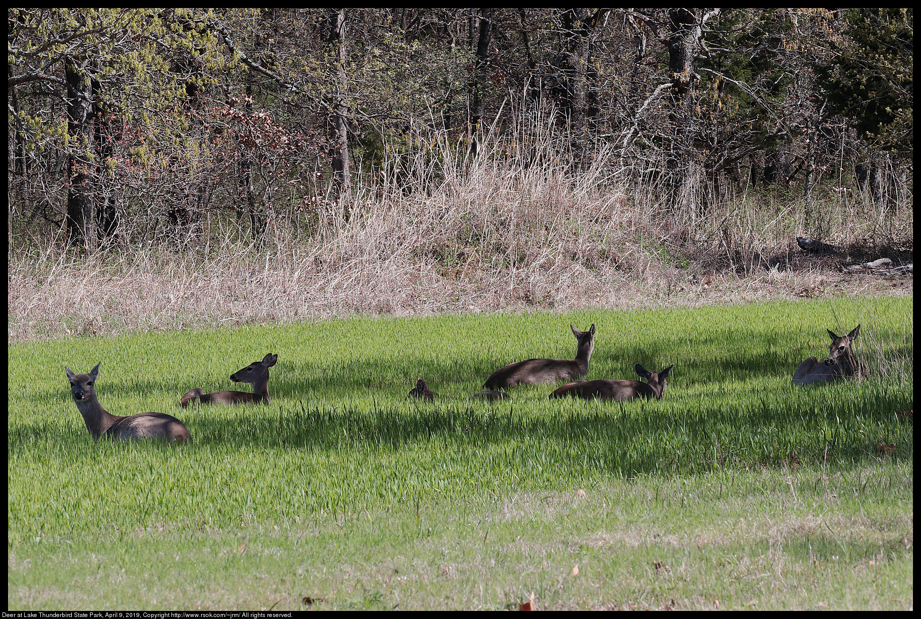 Deer at Lake Thunderbird State Park, April 9, 2019