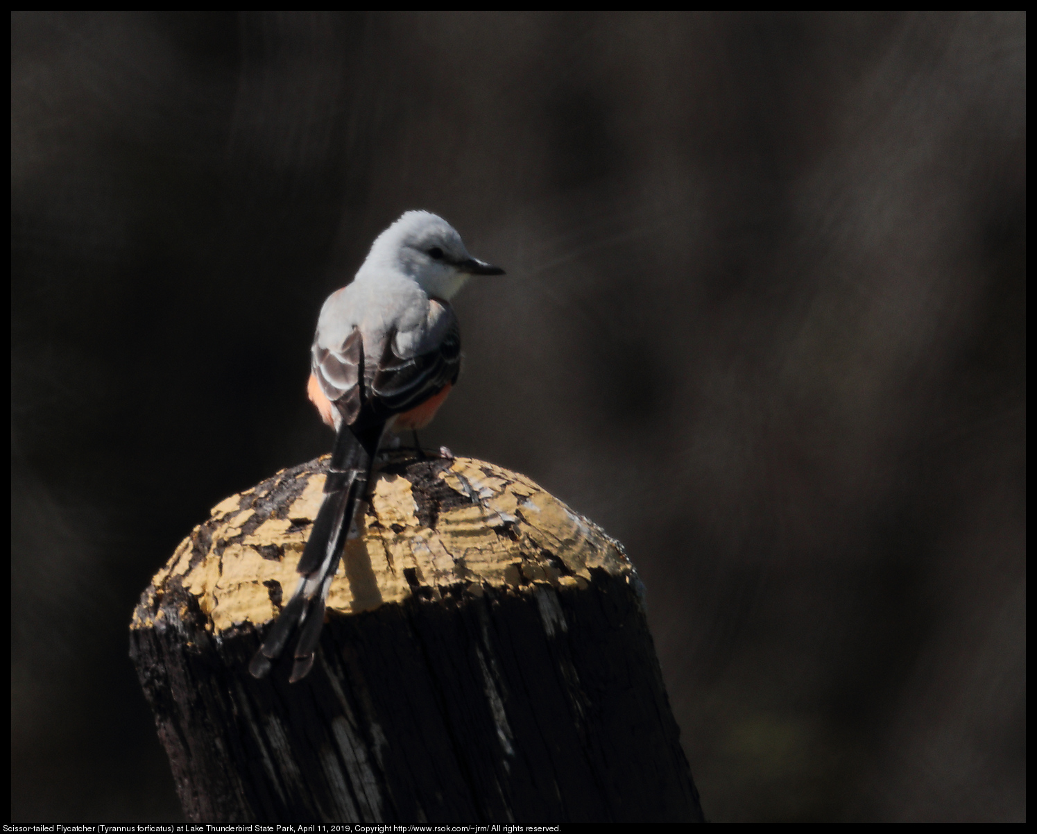 Scissor-tailed Flycatcher (Tyrannus forficatus) at Lake Thunderbird State Park, April 11, 2019