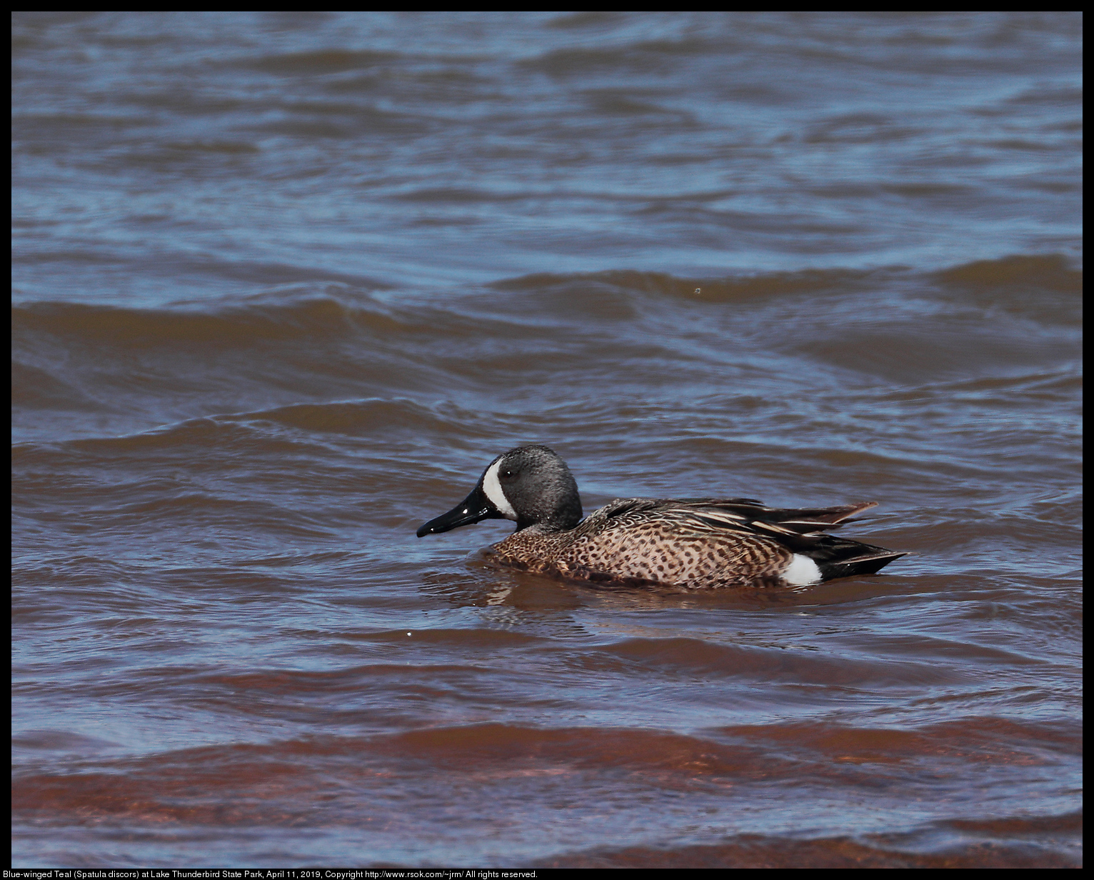 Blue-winged Teal (Spatula discors) at Lake Thunderbird State Park, April 11, 2019