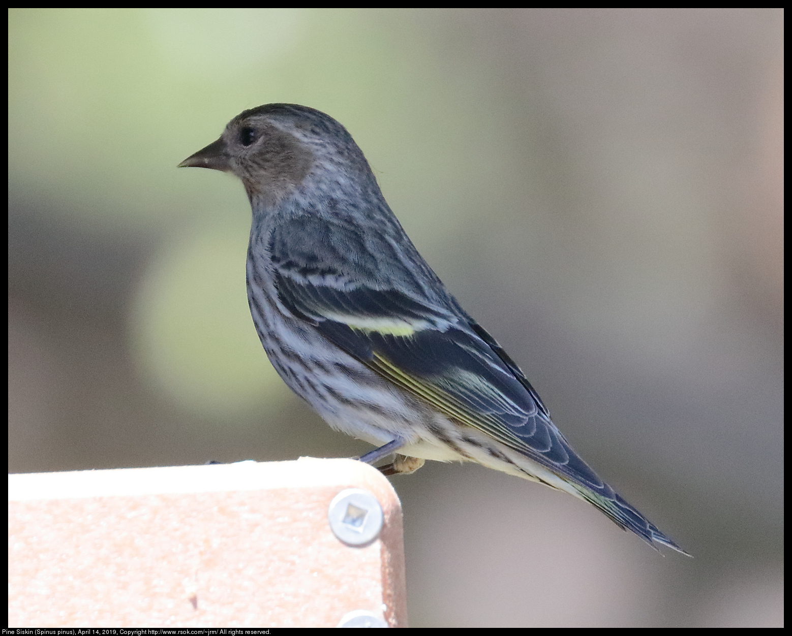 Pine Siskin (Spinus pinus), April 14, 2019