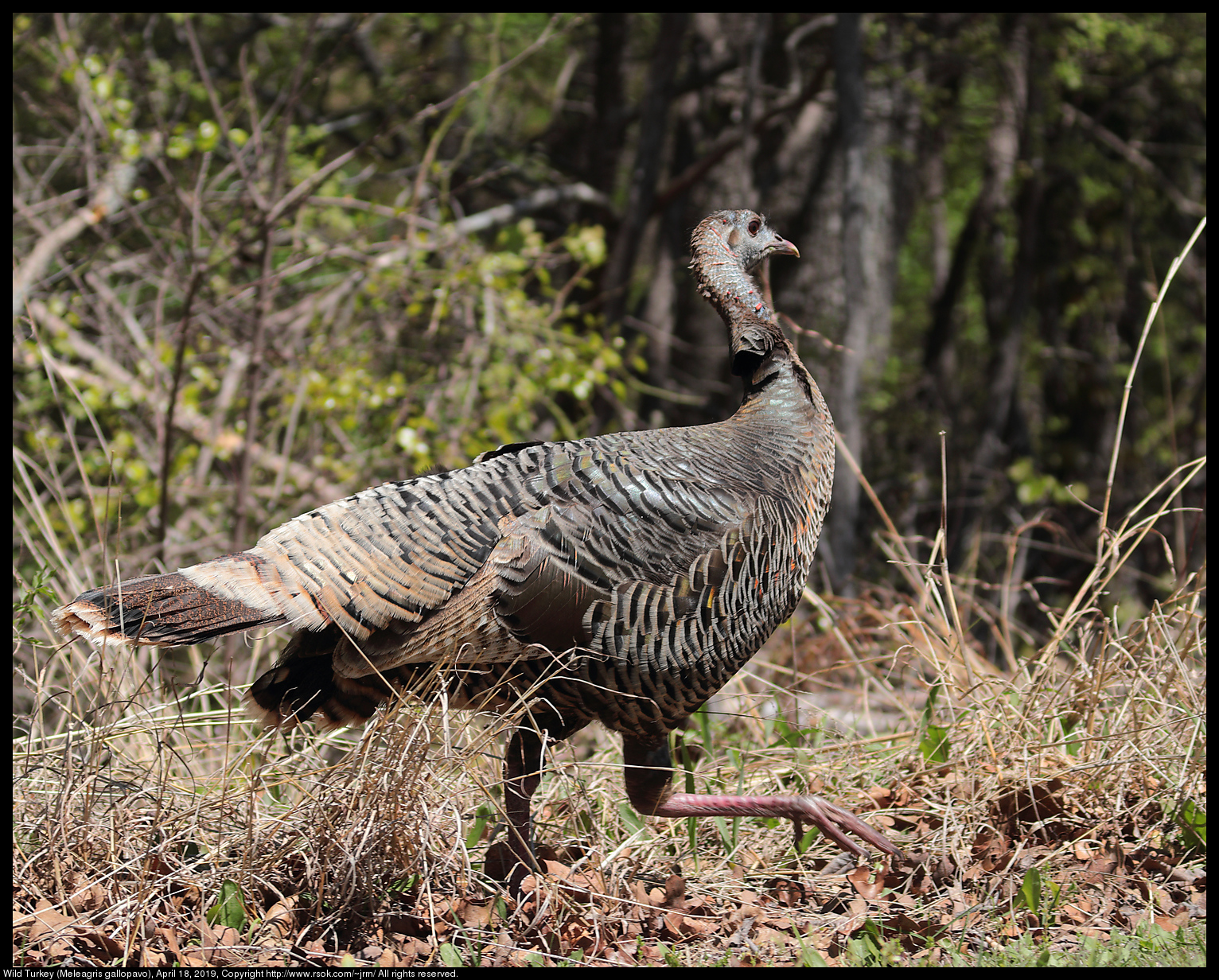 Wild Turkey (Meleagris gallopavo), April 18, 2019