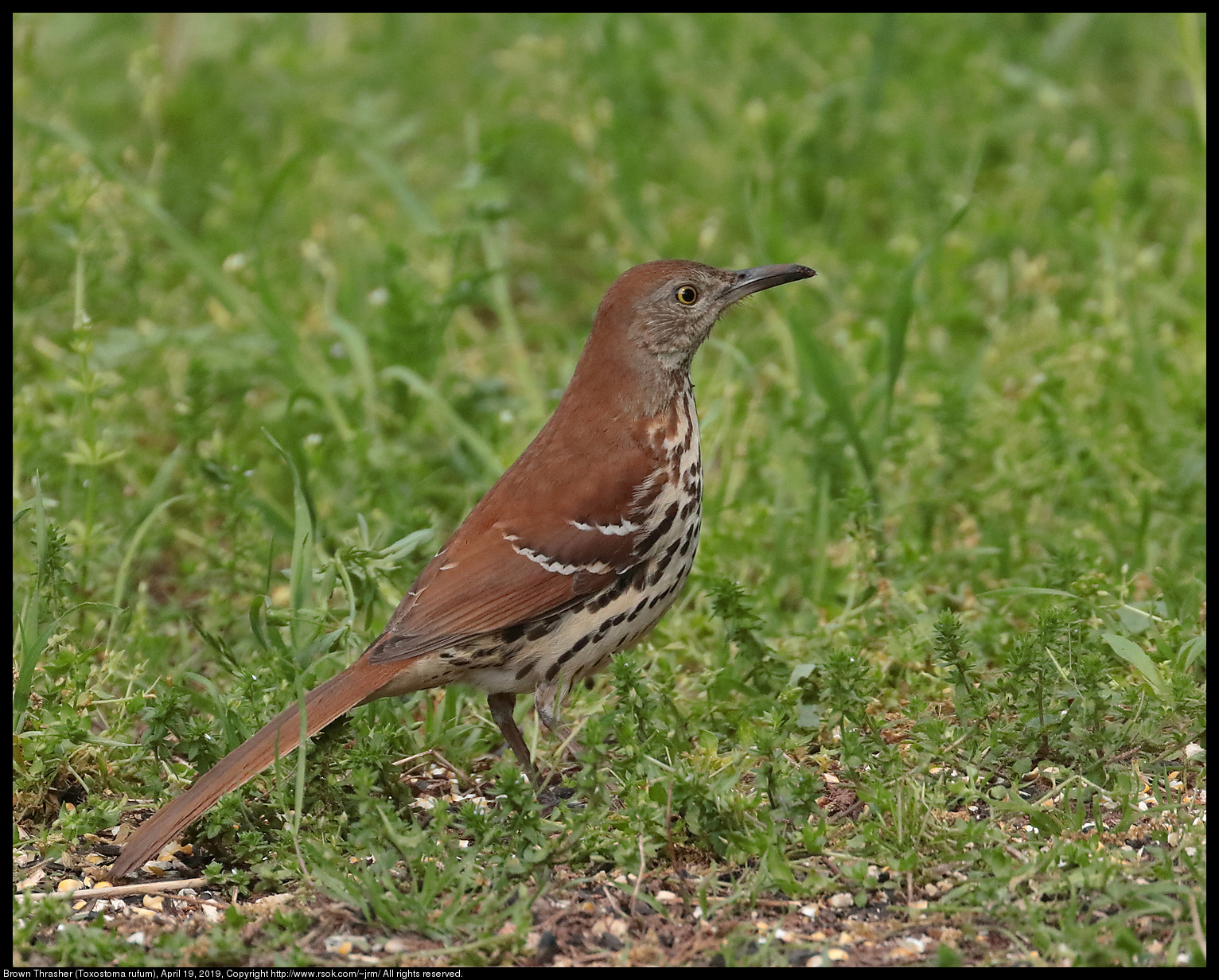 Brown Thrasher (Toxostoma rufum), April 19, 2019