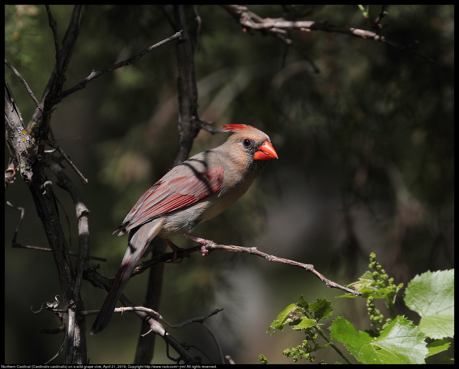 Northern Cardinal (Cardinalis cardinalis) on a wild grape vine, April 21, 2019