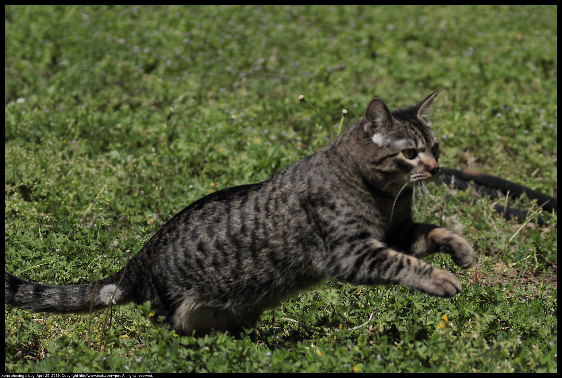 Xena chasing a bug, April 25, 2019