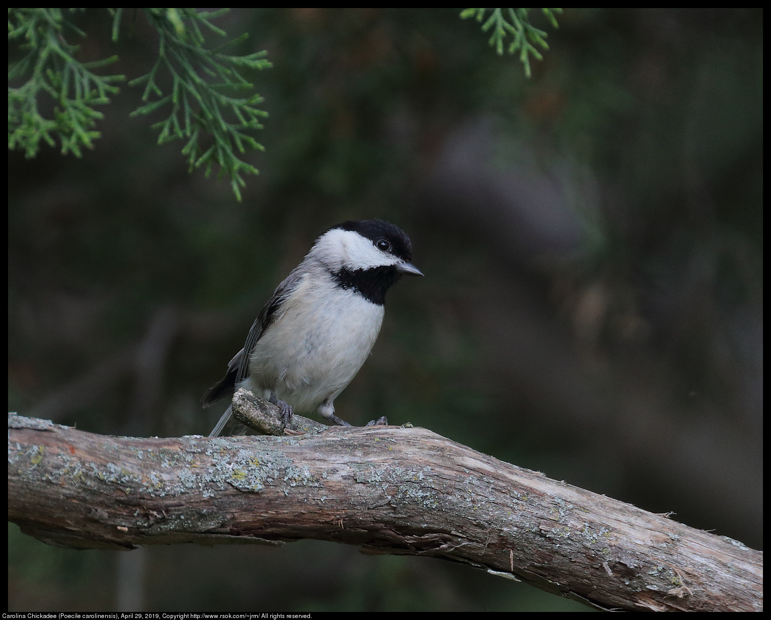 Carolina Chickadee (Poecile carolinensis), April 29, 2019