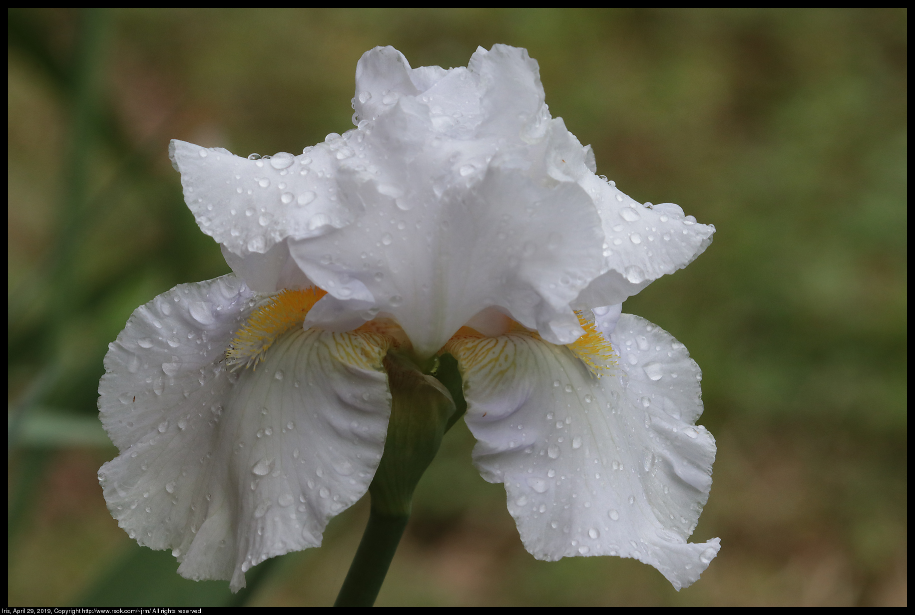 Iris, April 29, 2019