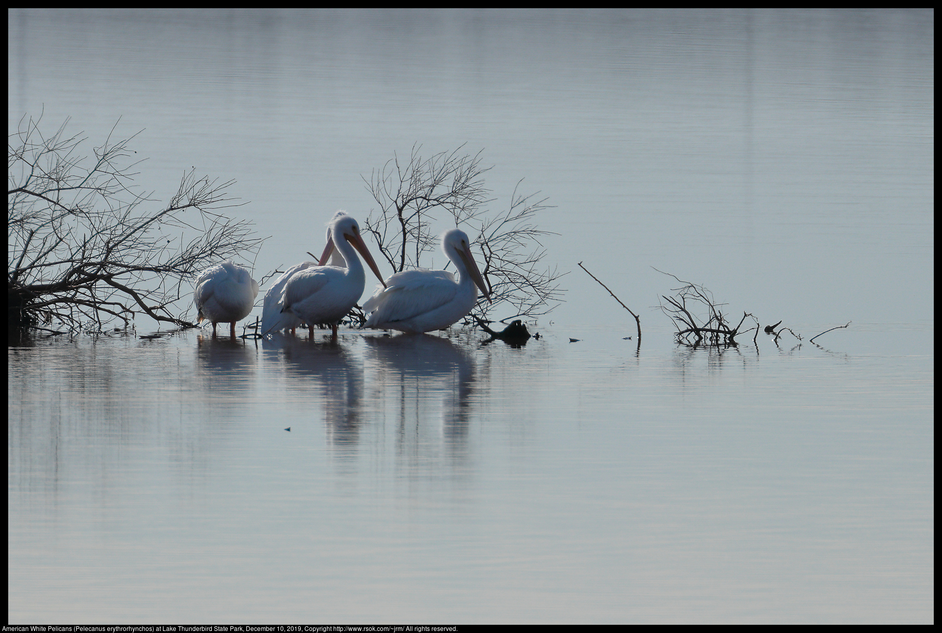 American White Pelicans (Pelecanus erythrorhynchos) at Lake Thunderbird State Park, December 10, 2019