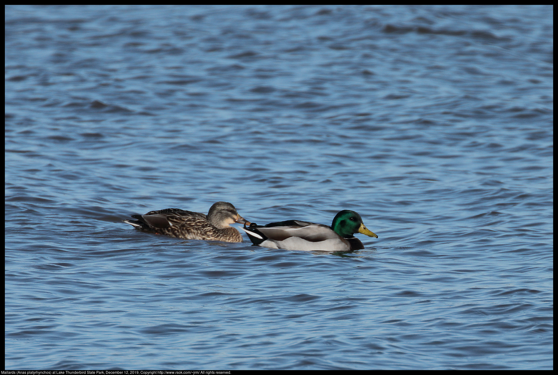 Mallards (Anas platyrhynchos) at Lake Thunderbird State Park, December 12, 2019