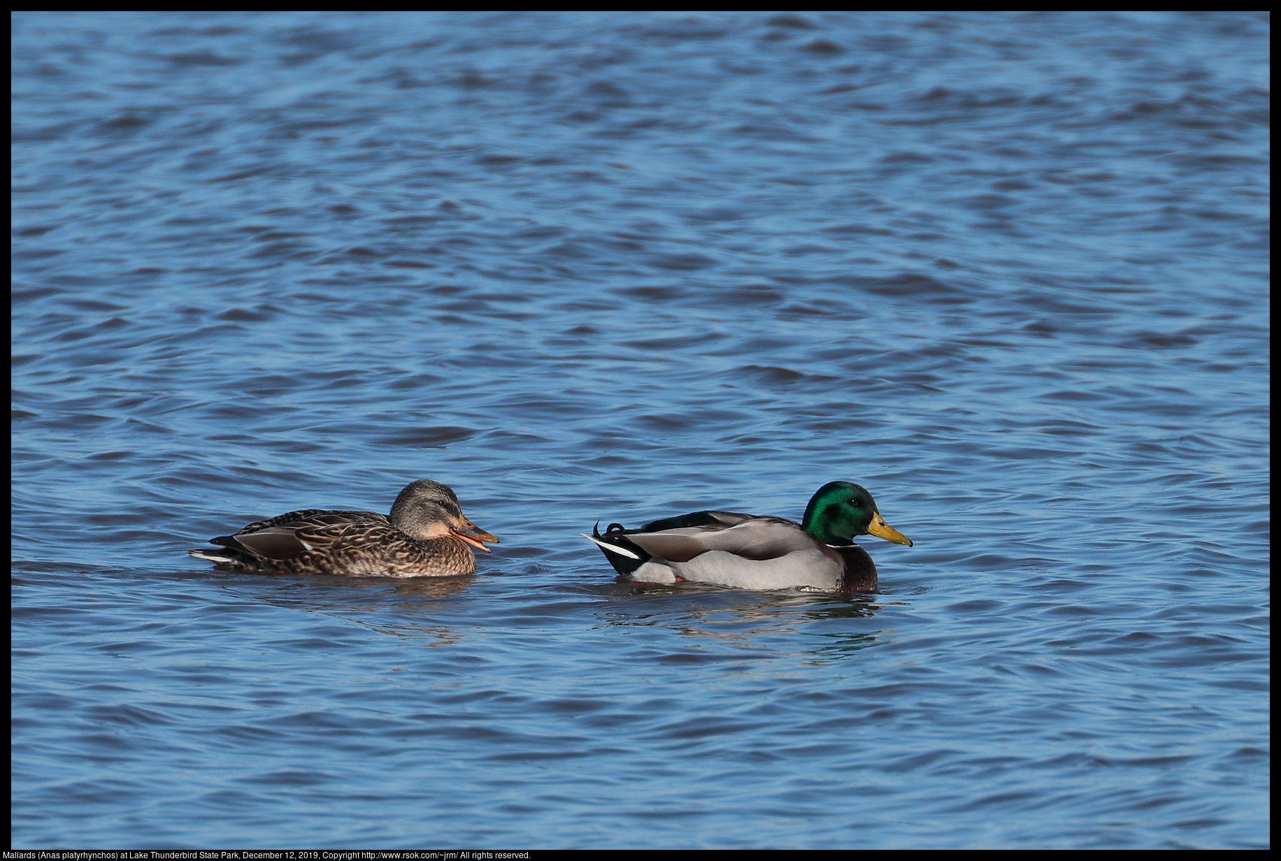 Mallards (Anas platyrhynchos) at Lake Thunderbird State Park, December 12, 2019