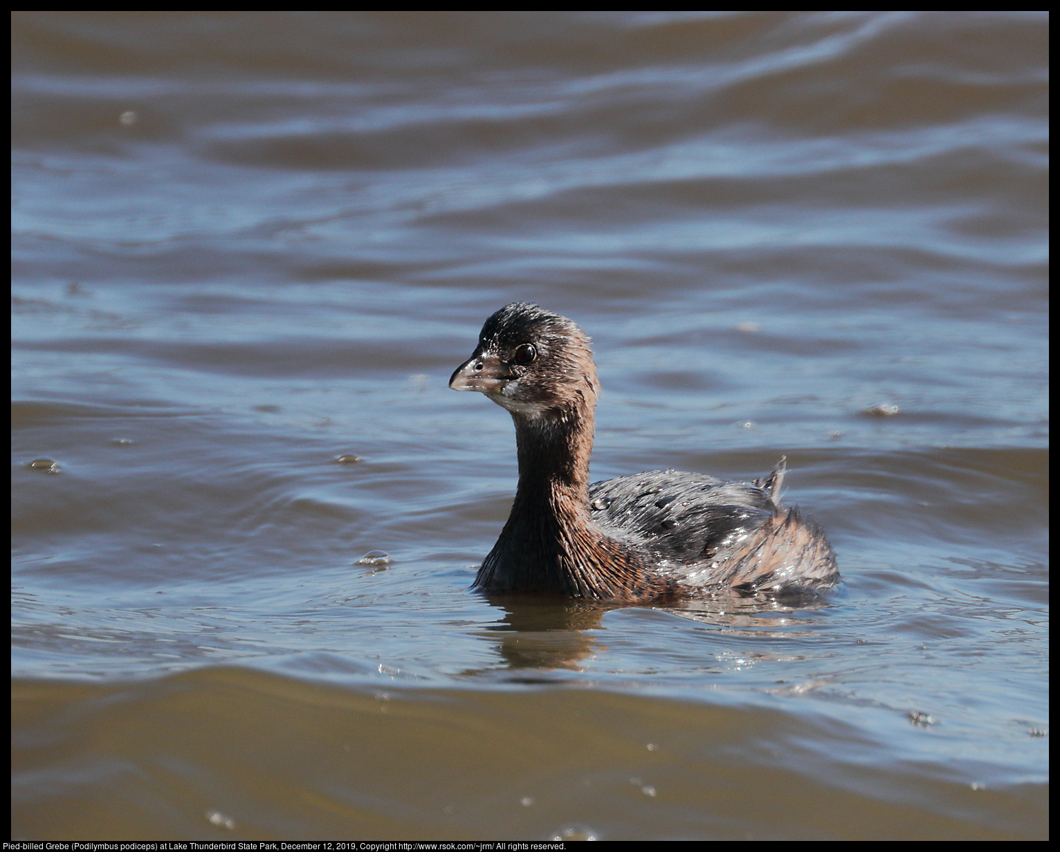 Pied-billed Grebe (Podilymbus podiceps) at Lake Thunderbird State Park, December 12, 2019