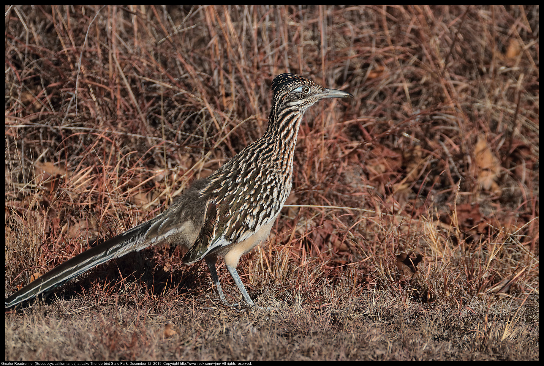 Greater Roadrunner (Geococcyx californianus) at Lake Thunderbird State Park, December 12, 2019