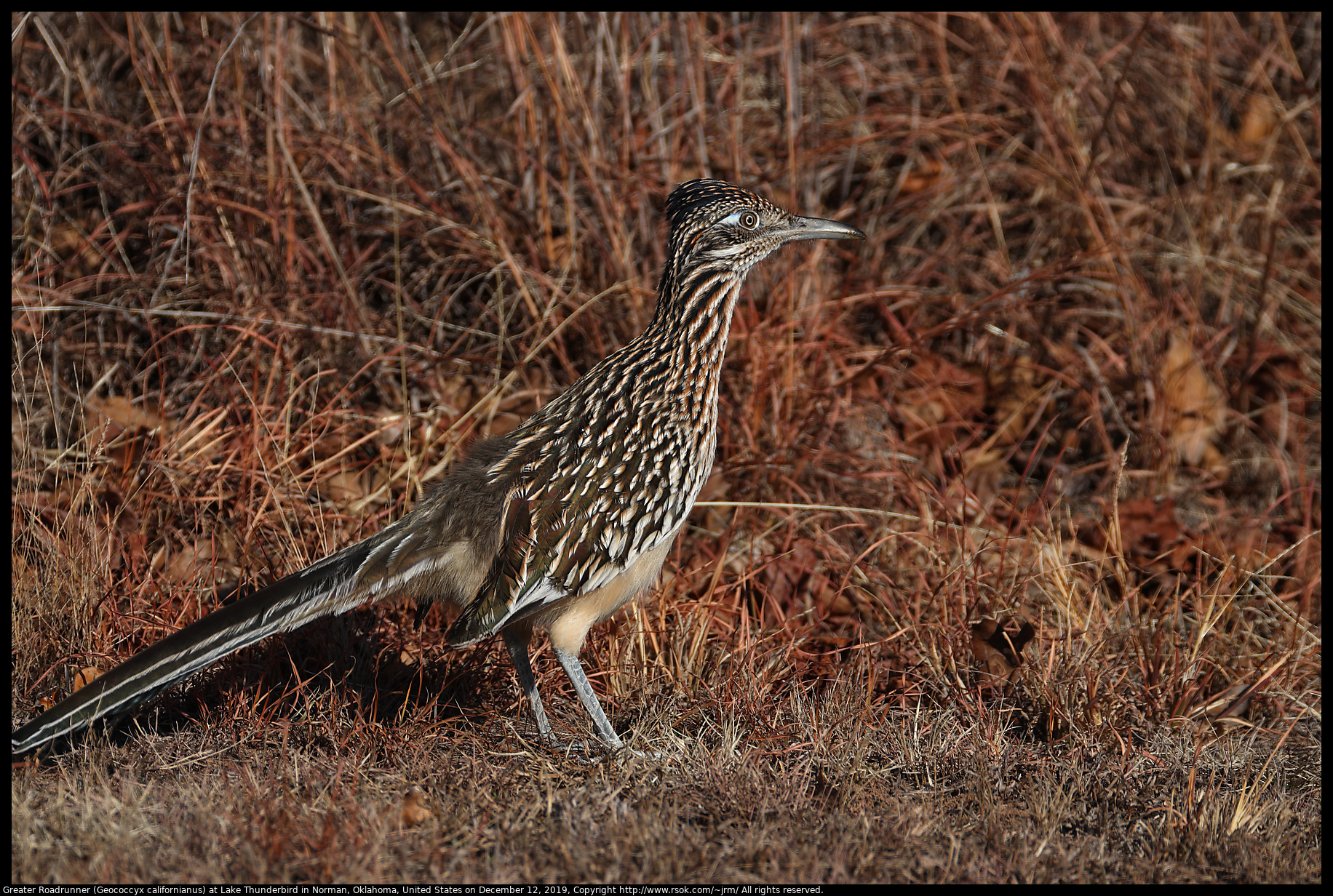 Greater Roadrunner (Geococcyx californianus) at Lake Thunderbird State Park, December 12, 2019