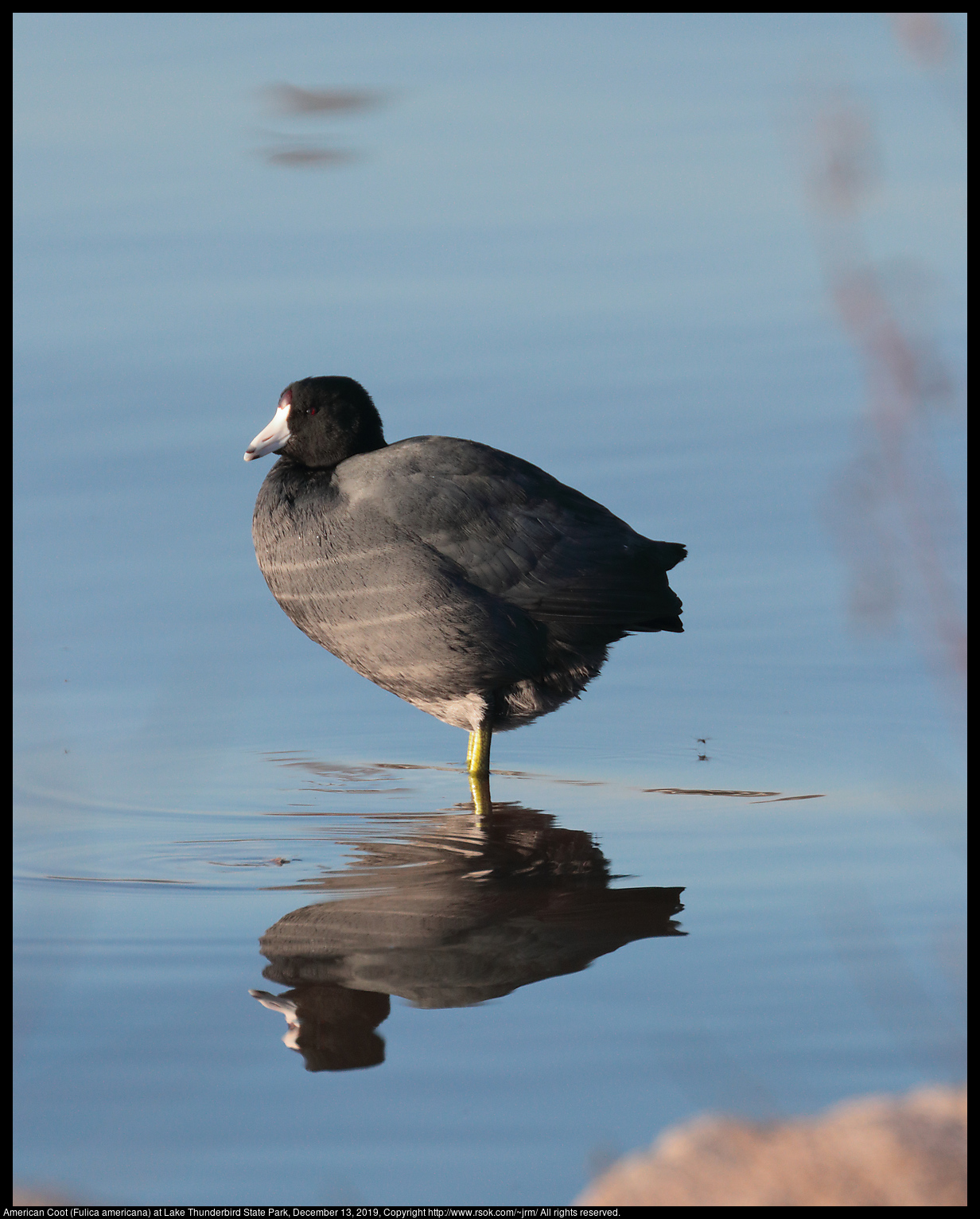 American Coot (Fulica americana) at Lake Thunderbird State Park, December 13, 2019