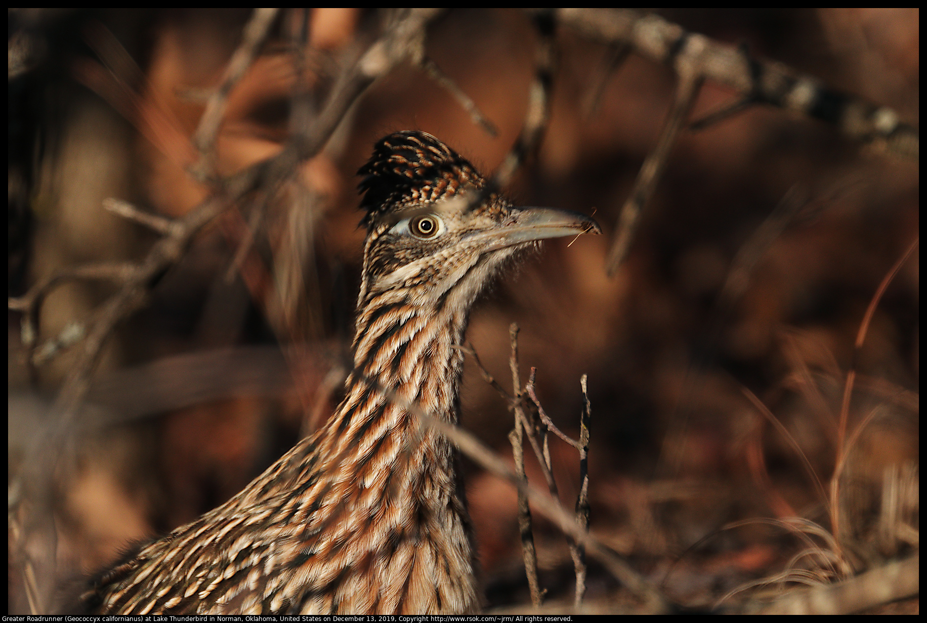 Greater Roadrunner (Geococcyx californianus) at Lake Thunderbird State Park, December 13, 2019