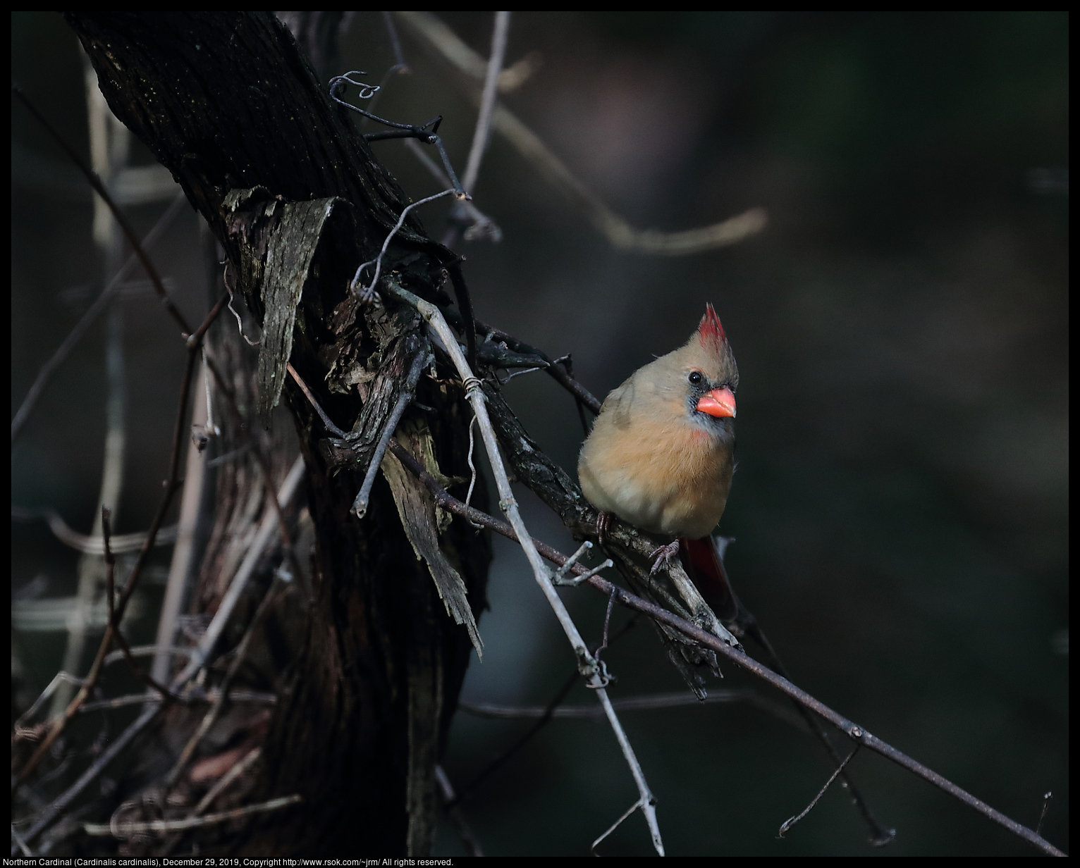 Northern Cardinal (Cardinalis cardinalis), December 29, 2019