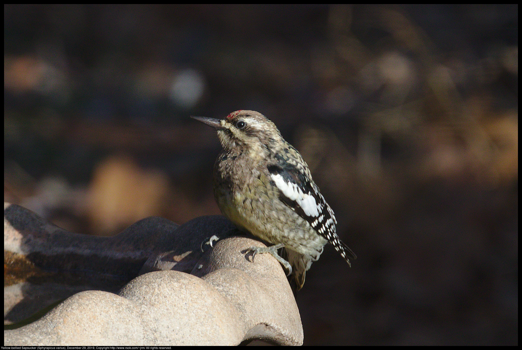 Yellow-bellied Sapsucker (Sphyrapicus varius), December 29, 2019