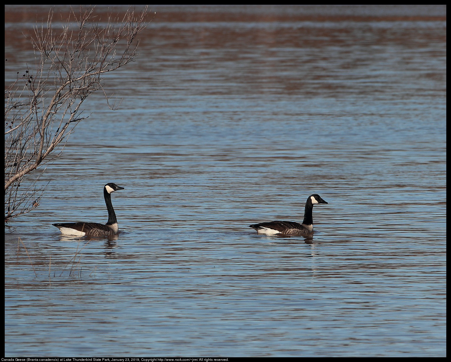 Canada Geese (Branta canadensis) at Lake Thunderbird State Park, January 23, 2019