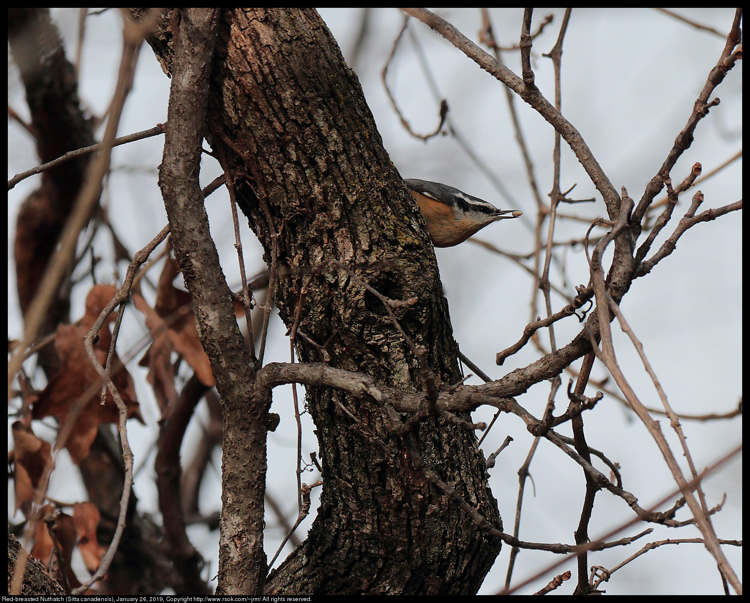 Red-breasted Nuthatch (Sitta canadensis), January 26, 2019