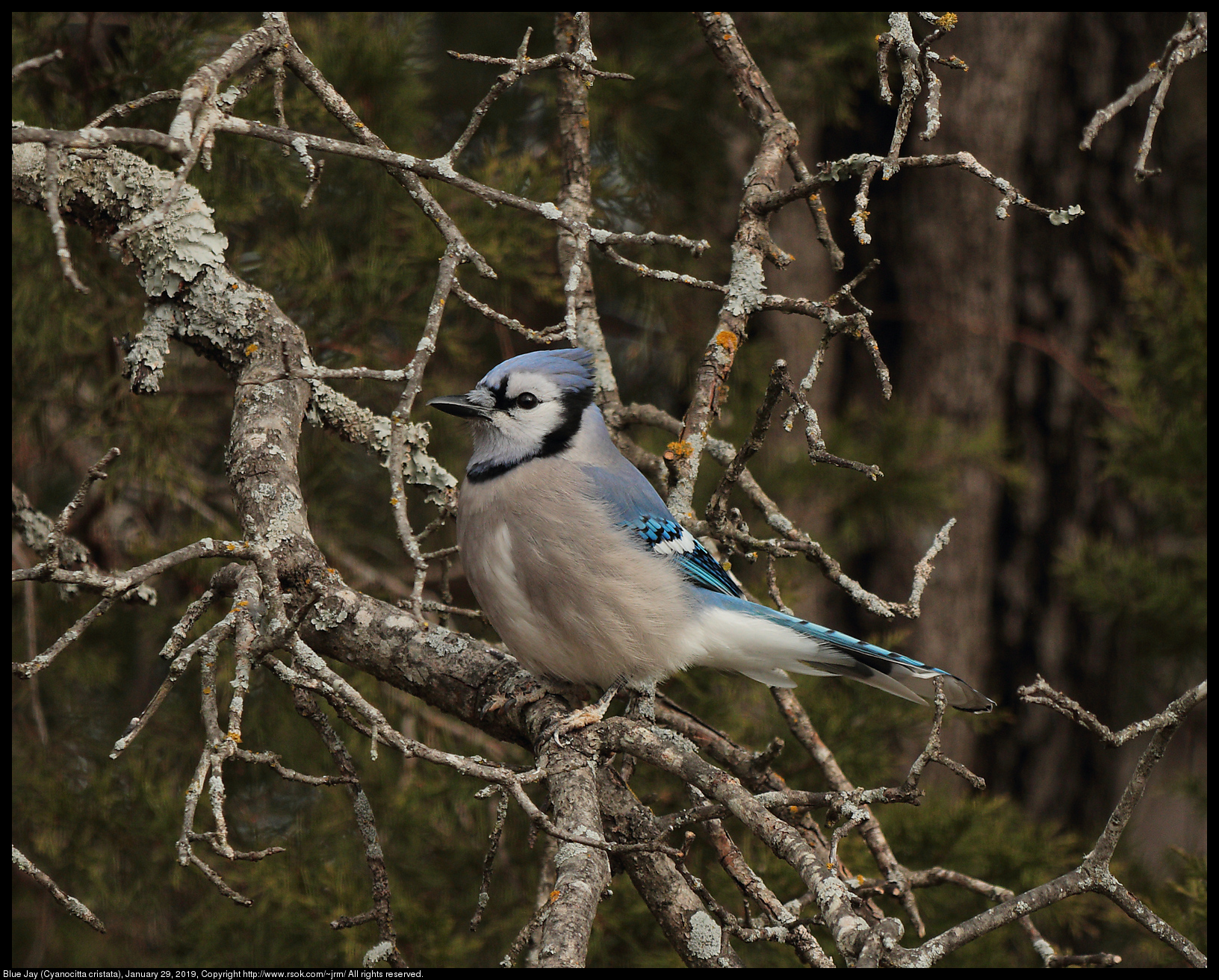 Blue Jay (Cyanocitta cristata), January 29, 2019