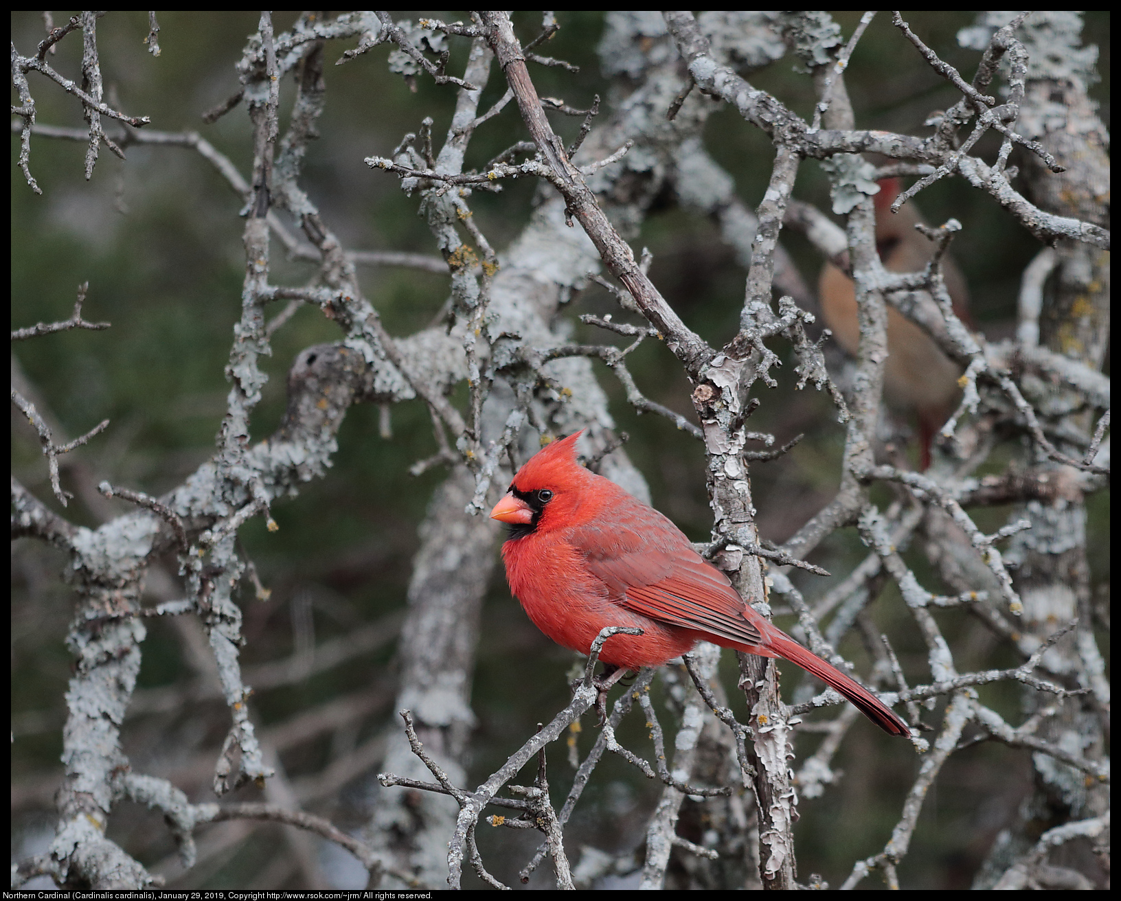 Northern Cardinal (Cardinalis cardinalis), January 29, 2019