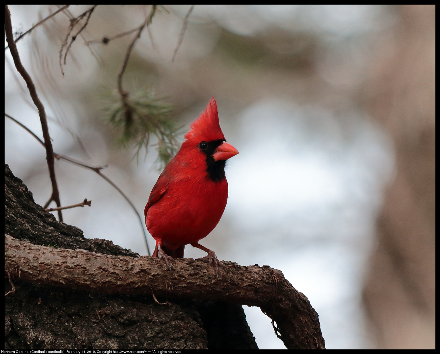 Northern Cardinal (Cardinalis cardinalis), February 14, 2019