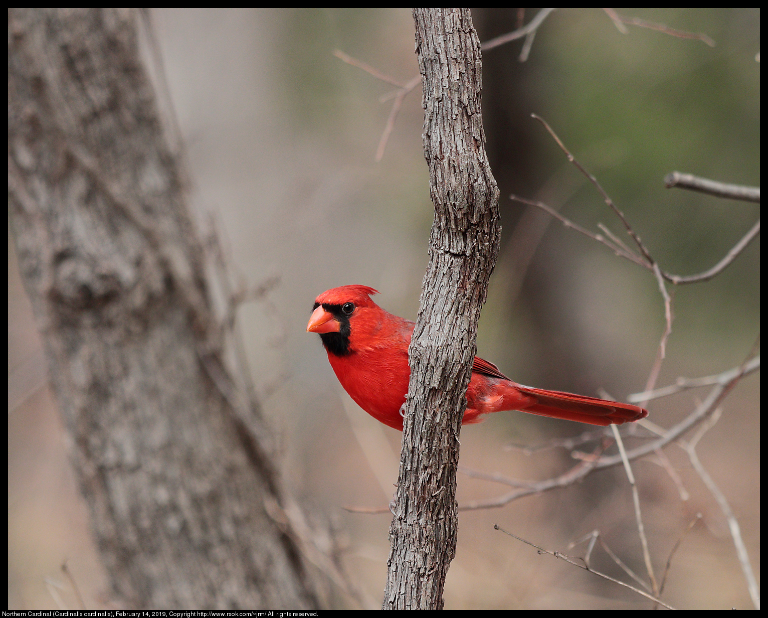 Northern Cardinal (Cardinalis cardinalis), February 14, 2019