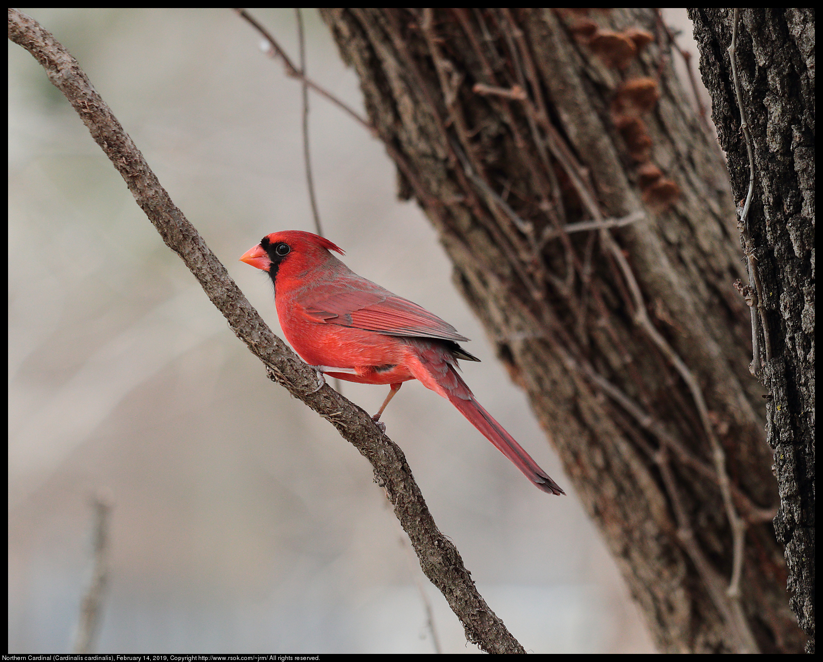 Northern Cardinal (Cardinalis cardinalis), February 14, 2019