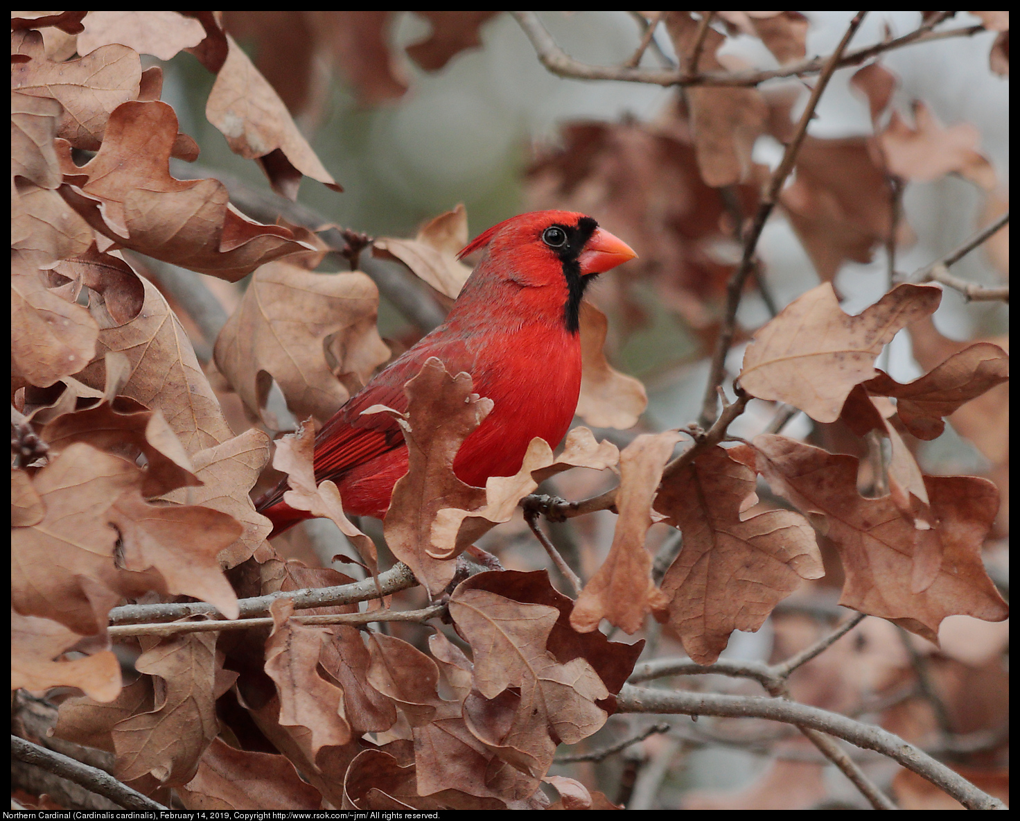 Northern Cardinal (Cardinalis cardinalis), February 14, 2019