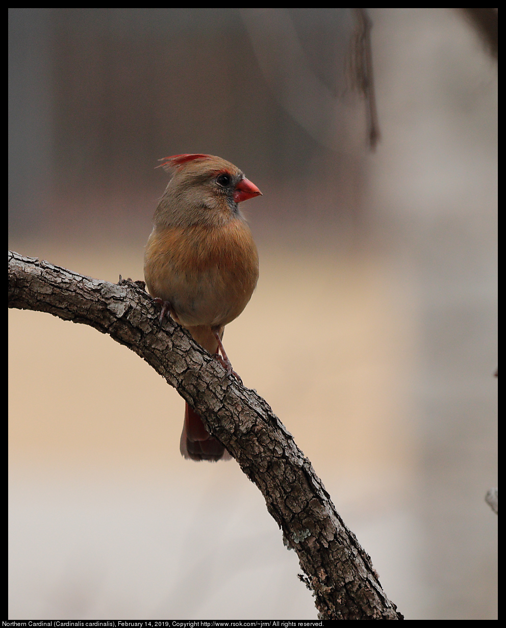 Northern Cardinal (Cardinalis cardinalis), February 14, 2019