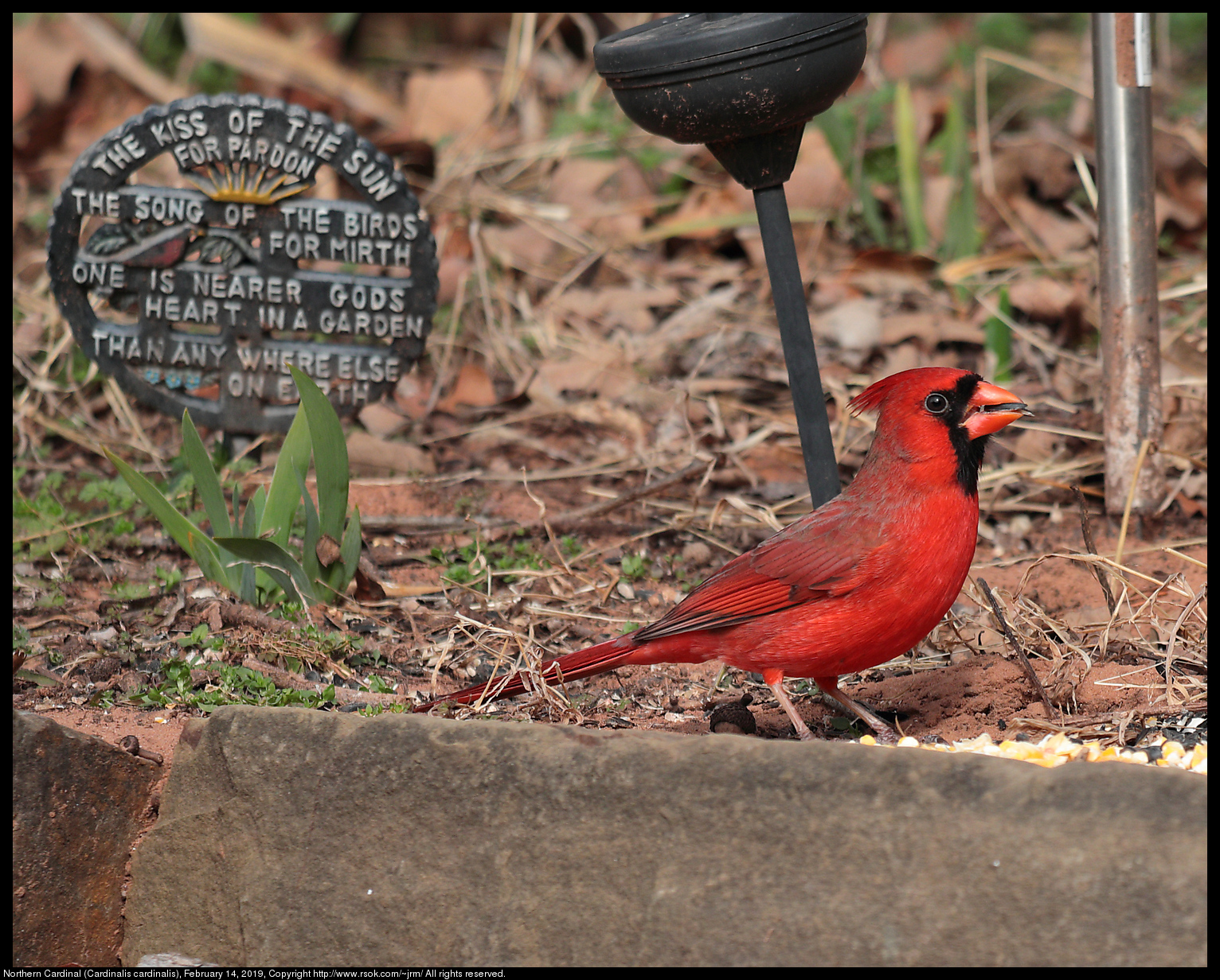 Northern Cardinal (Cardinalis cardinalis), February 14, 2019